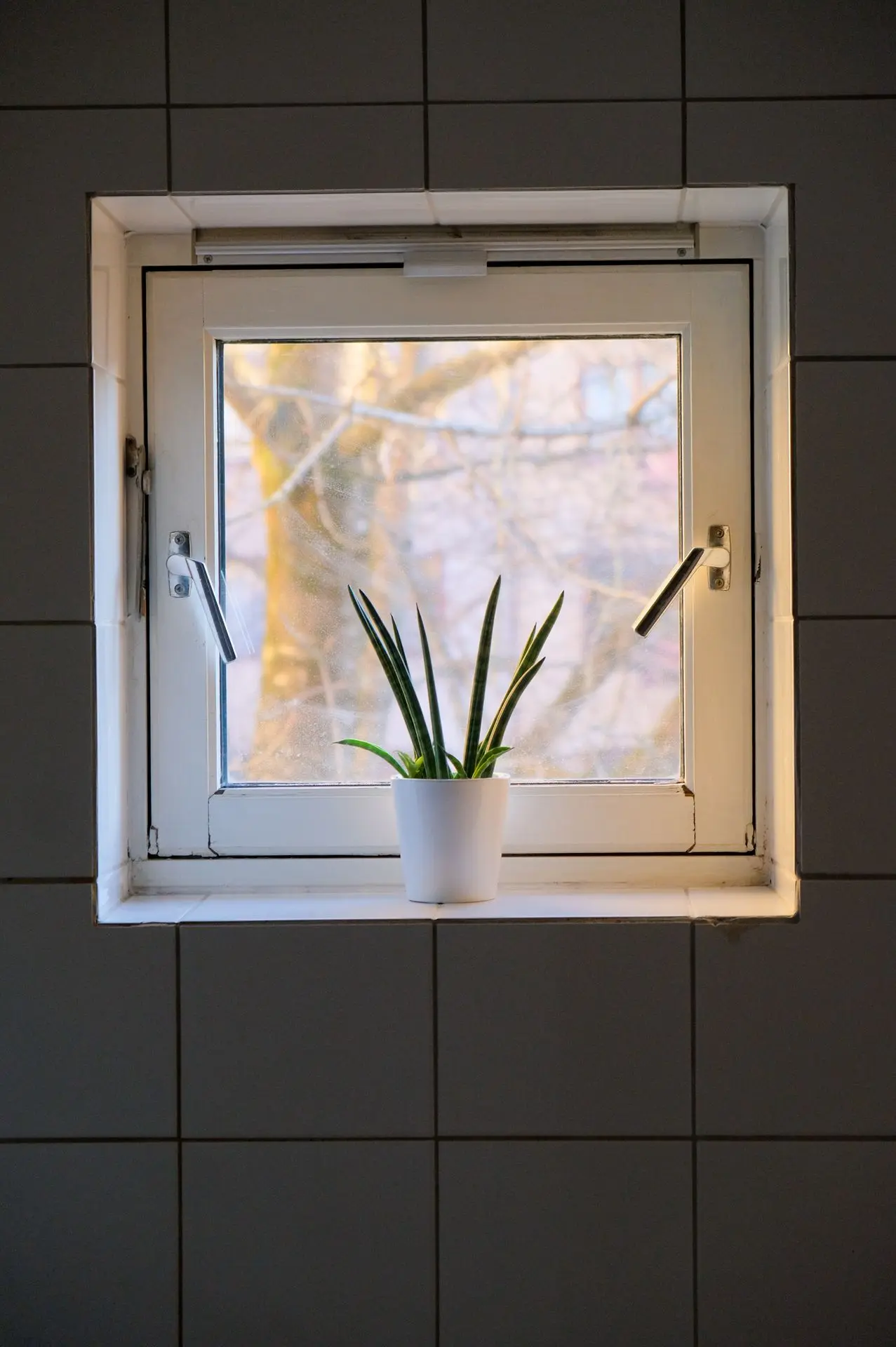 A small plant sits on a window ledge, illuminated by soft, natural light. The simplicity of the scene, with its clean lines and subtle contrasts, draws attention to texture and composition. Shot in Oslo by Louis Mas, photographer and videographer, this image focuses on the beauty of everyday moments.